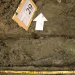 Nader onderzoek naar opgegraven botten in Gorinchem
